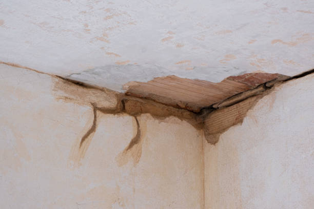 Best Mold removal after water damage  in Bridgeport, AL