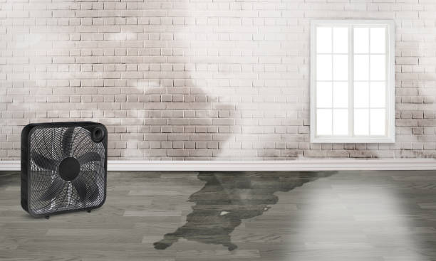 Best Water damage cleanup near me  in Bridgeport, AL